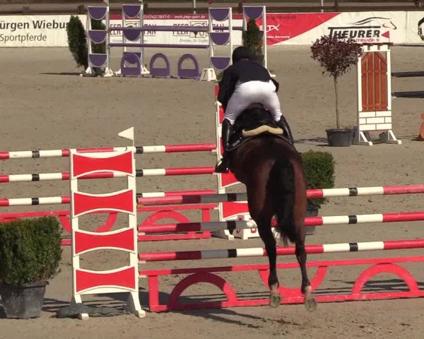 FEI Reitturnier Westergellersen (GER) 2021