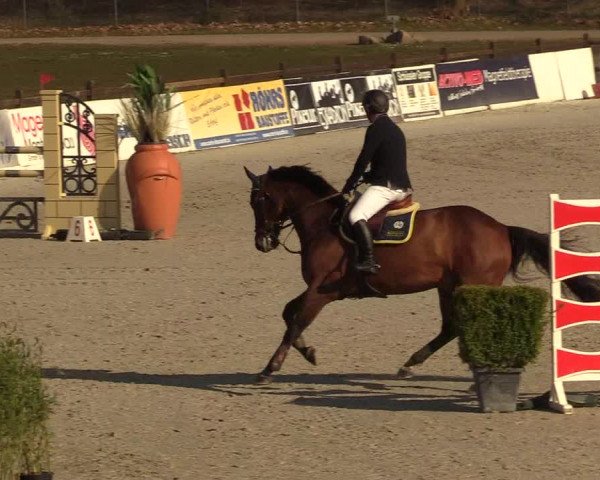 FEI Reitturnier Westergellersen (GER) 2021
