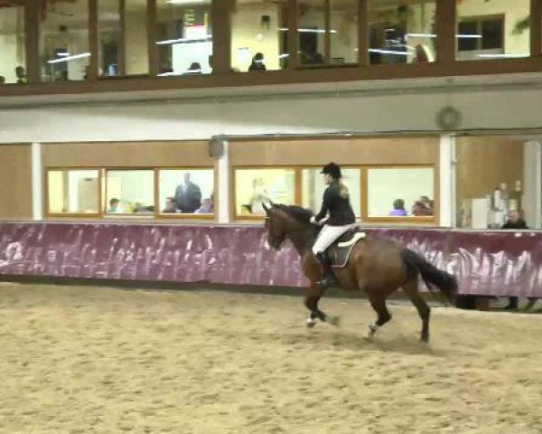 jumper Quattro's All the Best (KWPN (Royal Dutch Sporthorse), 2004, from Quattro B)
