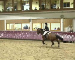 jumper Quattro's All the Best (KWPN (Royal Dutch Sporthorse), 2004, from Quattro B)