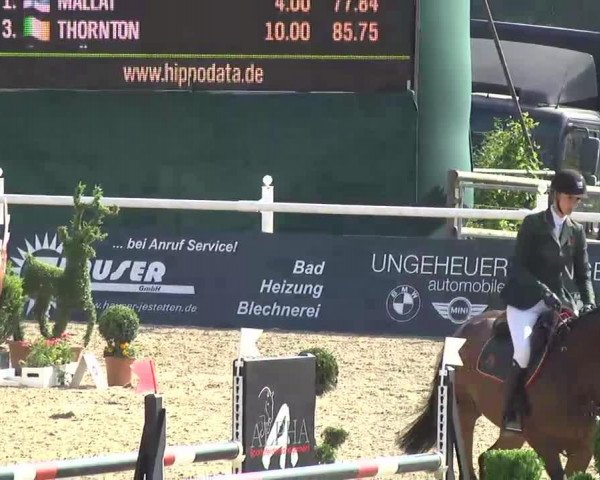jumper Albfuehren'S Baya Rouge (Württemberger, 2006, from Balou du Rouet)