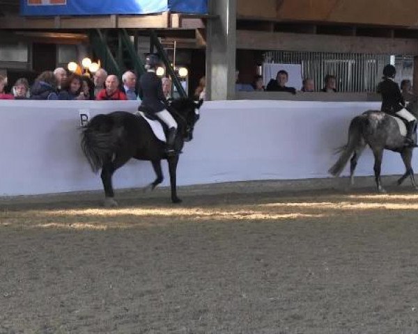 dressage horse Weihaiwey (German Riding Pony, 1994)