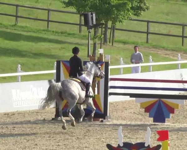 broodmare Quick Lucy (Oldenburg show jumper, 2003, from Candidatus)
