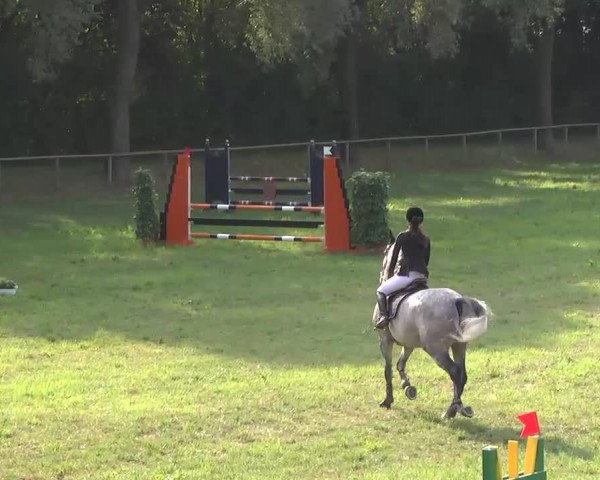 Dressurpferd La Baule (Holsteiner, 1995, von Locato)