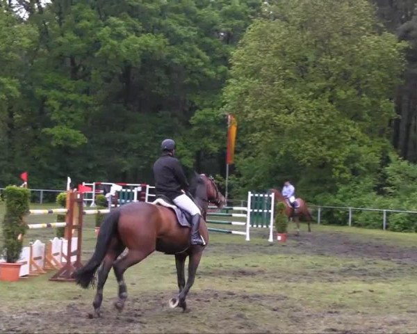 jumper Dydo (Hanoverian, 2003, from Drosselklang II)