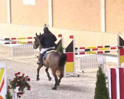 jumper Eclair van de Hille (Belgian Warmblood, 2004, from Baloubet du Rouet)
