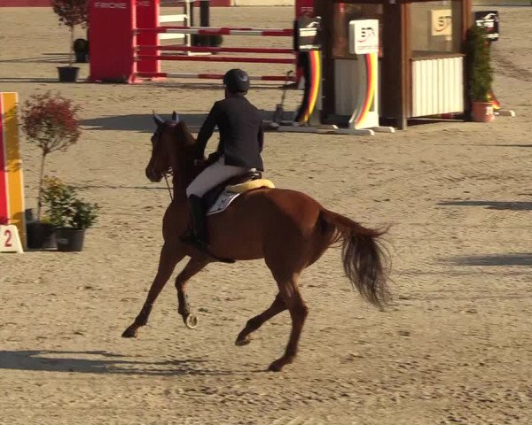 FEI Reitturnier Westergellersen (GER) 2021