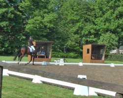 dressage horse Que (German Sport Horse, 2006, from Quaterman I)