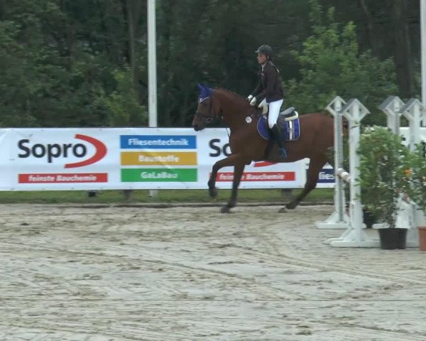 jumper Amagedon 10 (Oldenburg, 2005, from Abke 4)