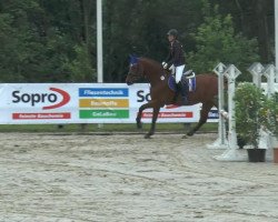 jumper Amagedon 10 (Oldenburg, 2005, from Abke 4)