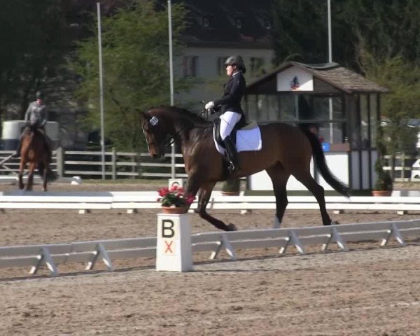 Dressurpferd Reamon 5 (KWPN (Niederländisches Warmblut), 2003, von Revenge W) Dressurpferd Reamon 5 (KWPN (Niederländisches Warmblut), 2003, von Revenge W)