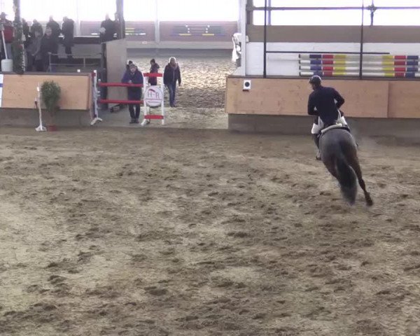 Springpferd Cavalliero 8 (Holsteiner, 2007, von Caretino)