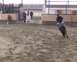 jumper Cavalliero 8 (Holsteiner, 2007, from Caretino)