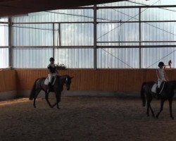 dressage horse Unique 83 (KWPN (Royal Dutch Sporthorse), 2001, from Wellington)