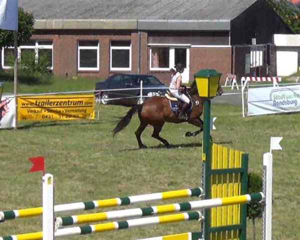 jumper Cidanne (Holsteiner, 2001, from BB Carvallo)