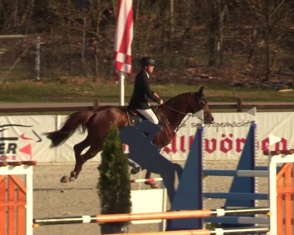 FEI Reitturnier Westergellersen (GER) 2021