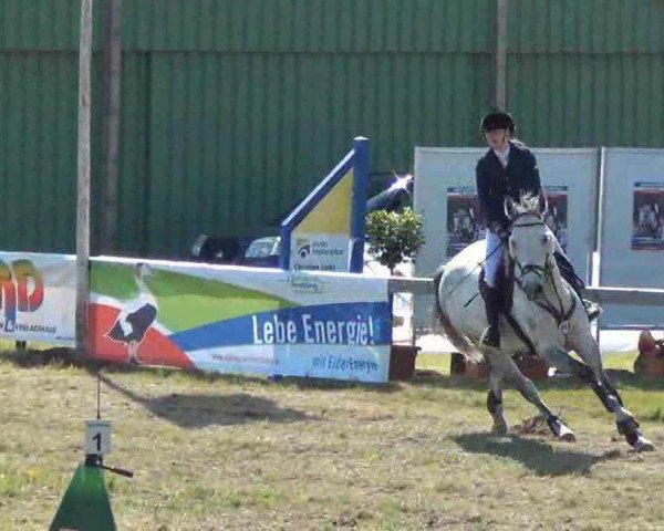 Zuchtstute Usambara Spj (Holsteiner, 2004, von Calato)