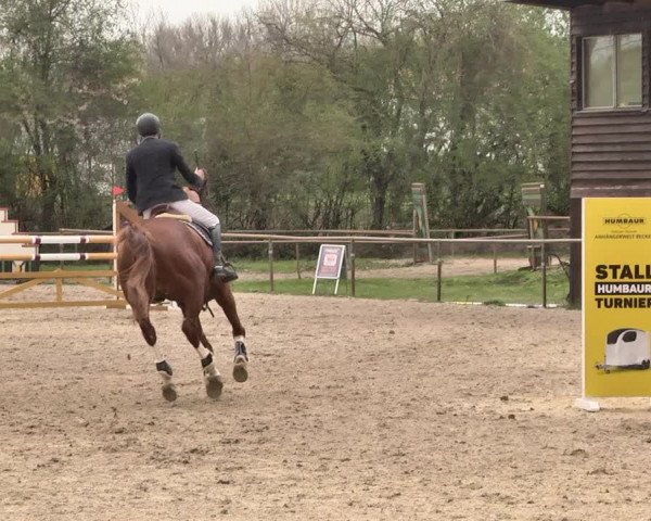 Reitturnier Lampertheim 2021