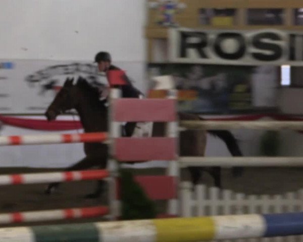 broodmare Chloea van de Zuuthoeve (Belgian Warmblood, 2002, from Thunder van de Zuuthoeve)