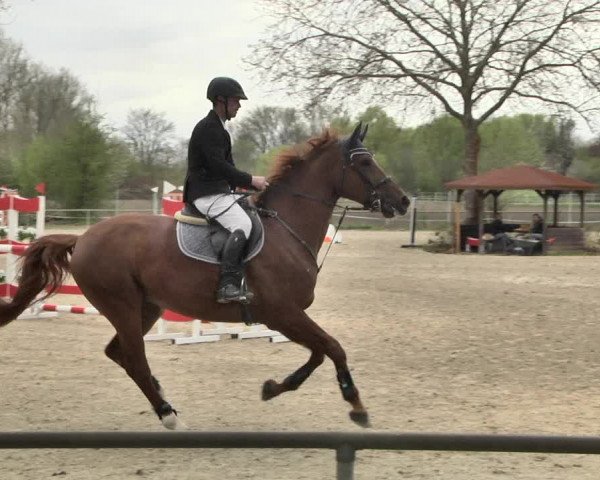 Reitturnier Lampertheim 2021