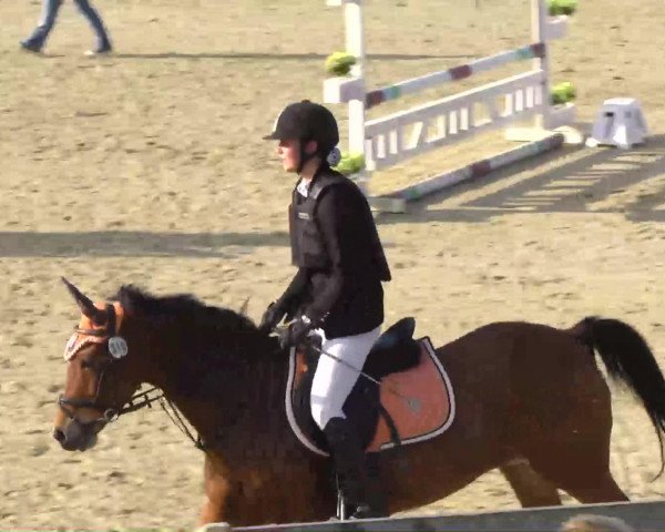 Springpferd Moly (Deutsches Reitpony, 2000, von Zandheuvel's Sunny Boy) Springpferd Moly (Deutsches Reitpony, 2000, von Zandheuvel's Sunny Boy)