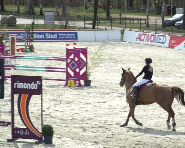 FEI Reitturnier Westergellersen (GER) 2021