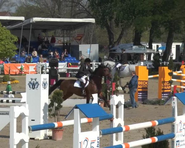 jumper Target Vh Dingeshof Z (Zangersheide riding horse, 2002, from Tornado)