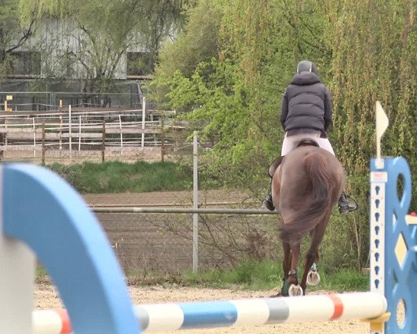 Reitturnier Lampertheim 2021