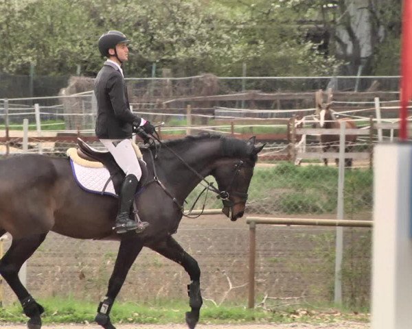 Reitturnier Lampertheim 2021