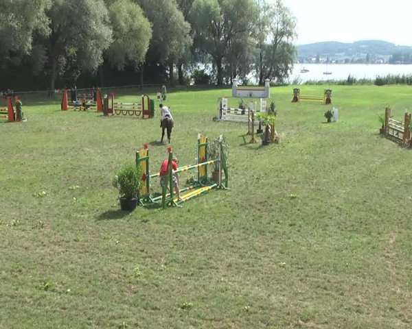 Springpferd Pommard Du Clos (Selle Français, 2003, von Fast AA) Springpferd Pommard Du Clos (Selle Français, 2003, von Fast AA)