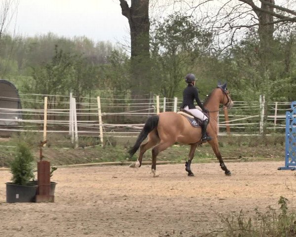 Reitturnier Lampertheim 2021