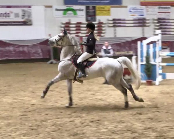 Springpferd Bajnok Koxi de Bognar (Ungarisches Warmblut, 2003, von Gressini)