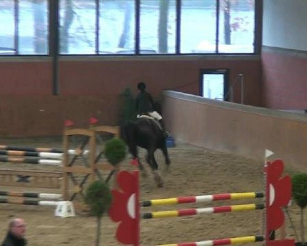 jumper Kardam 2 (Bulgarian Warmblood, 2005, from Kanetso)
