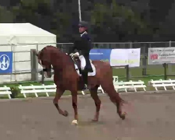 dressage horse Tout de Suite (KWPN (Royal Dutch Sporthorse), 2000)