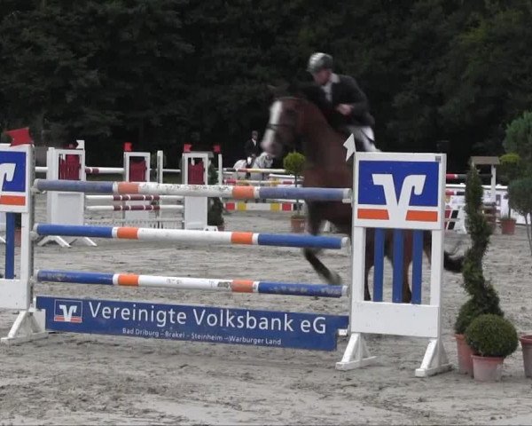 Springpferd Urano 26 (Schweizer Warmblut, 2003, von Ulysse de Thurin)