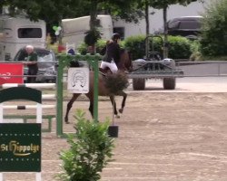 jumper L B Virility (KWPN (Royal Dutch Sporthorse), 2002, from Kojak)