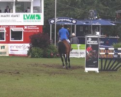 Springpferd Westton Coldrex (Holsteiner, 2003, von Cassini II)