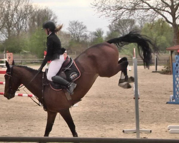 Reitturnier Lampertheim 2021