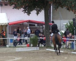dressage horse Don Solair (Oldenburg, 2006, from Don Gregory)