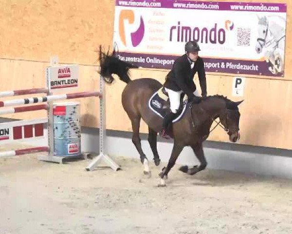 jumper Leo de Backer (Oldenburg, 2003, from Lanciano)