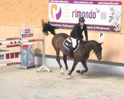 jumper Leo de Backer (Oldenburg, 2003, from Lanciano)