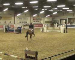 jumper Al Bundy II (KWPN (Royal Dutch Sporthorse), 2005)