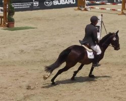Springpferd Catania 108 (Holsteiner, 2007, von Colman)