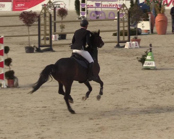 FEI Reitturnier Westergellersen (GER) 2021