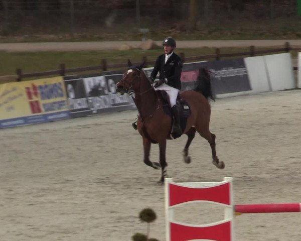FEI Reitturnier Westergellersen (GER) 2021