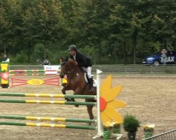 jumper Brooklyn (KWPN (Royal Dutch Sporthorse), 2006, from United)