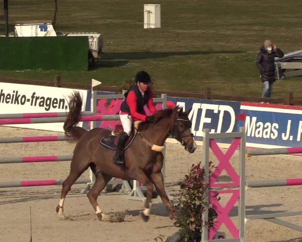 FEI Reitturnier Westergellersen (GER) 2021
