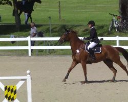 jumper La Zora Rouge (Oldenburg show jumper, 2007, from Landor S)