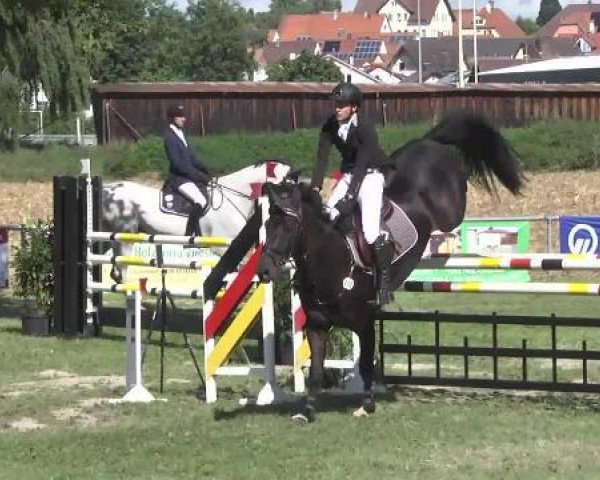 Springpferd Cantitus G (Oldenburger Springpferd, 2007, von Canturo)