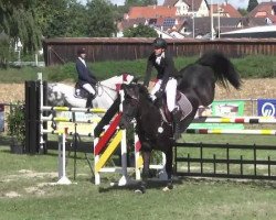 jumper Cantitus G (Oldenburg show jumper, 2007, from Canturo)